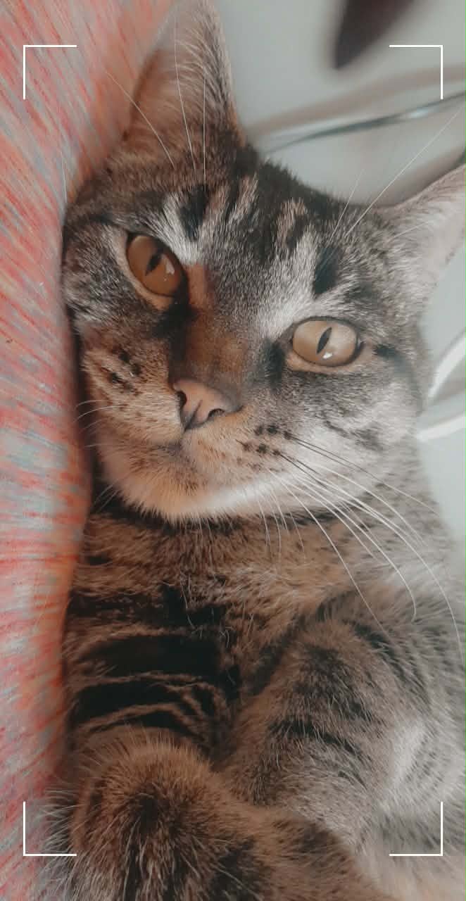 Yuki the cat