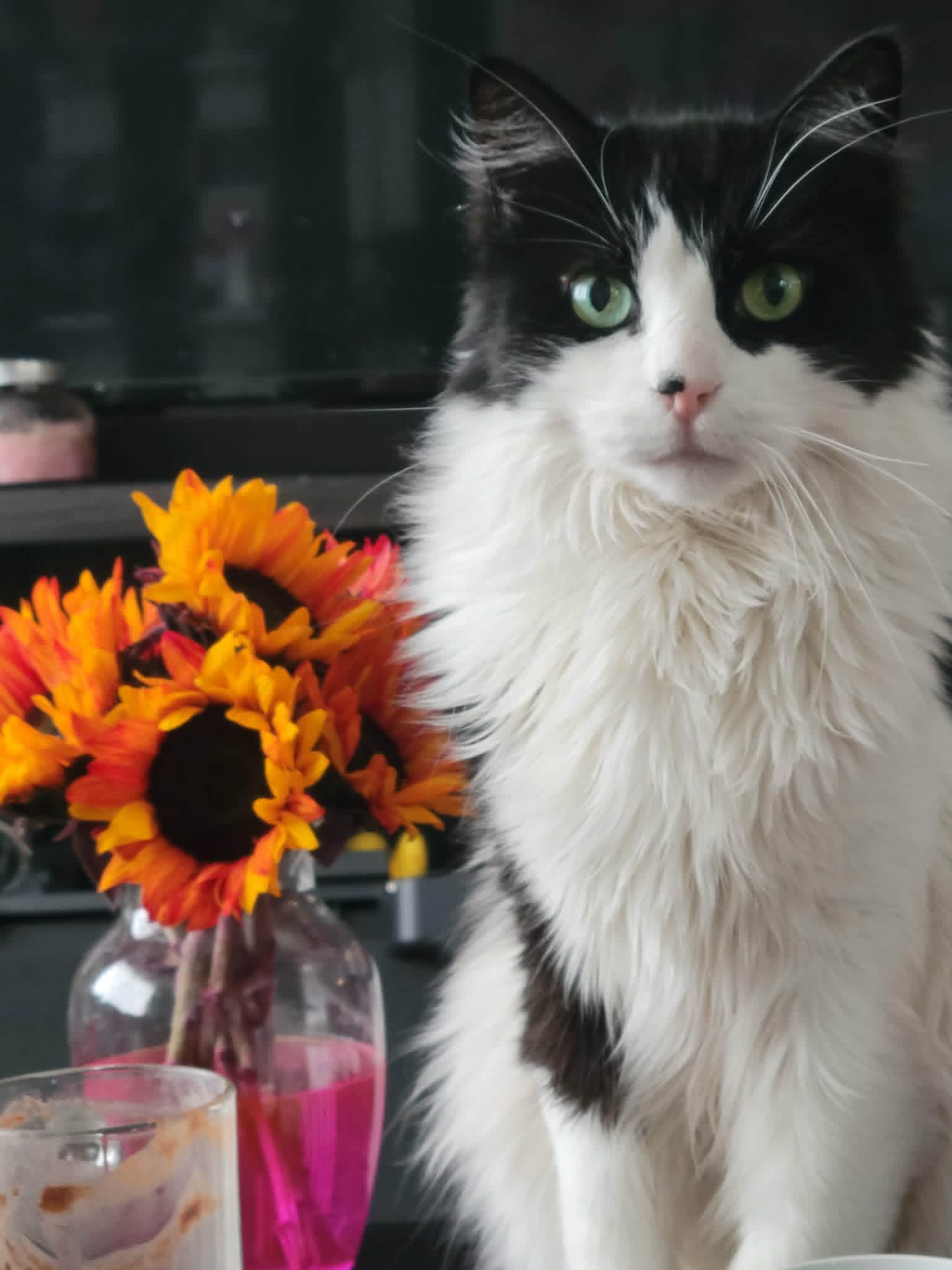 Jack the cat